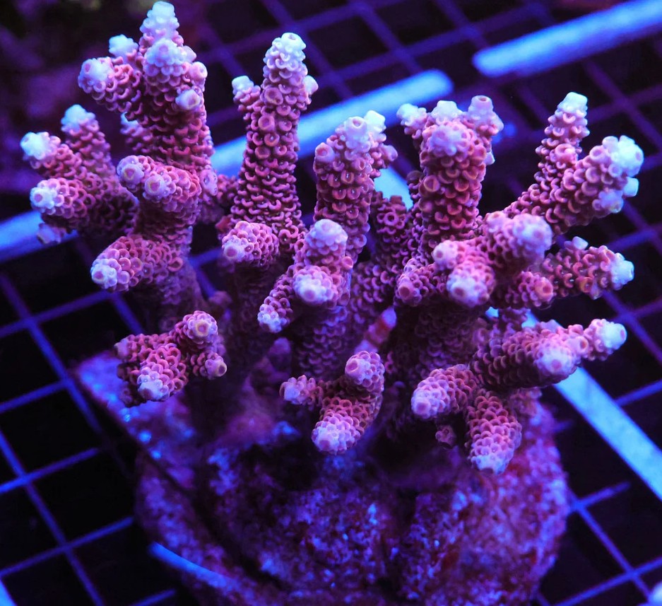SPS