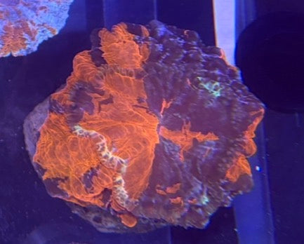 Acanthophyllia -Glitter - WYSIWYG