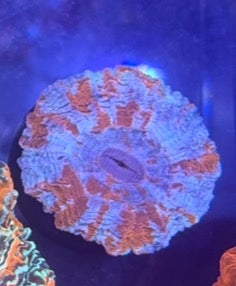 Acanthophyllia - Small Blue/Orange - WYSIWYG