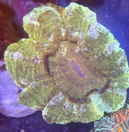 Acanthophyllia - Gold - WYSIWYG - large
