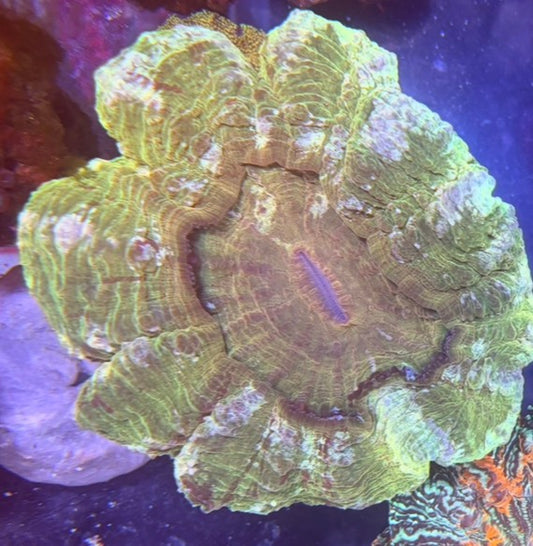 Acanthophyllia - Gold - WYSIWYG - large