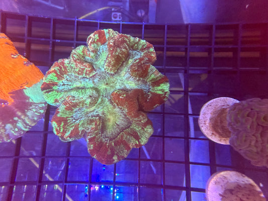 Wellso / Trachy Brain Coral - WYSIWYG