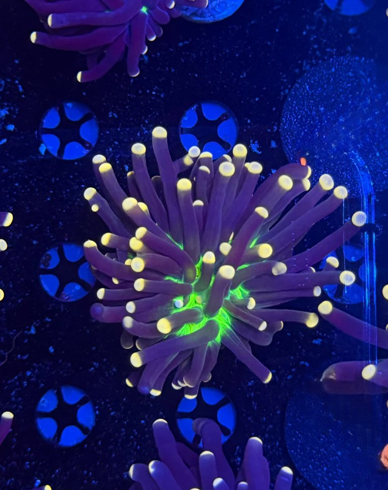 Joker Torch Coral